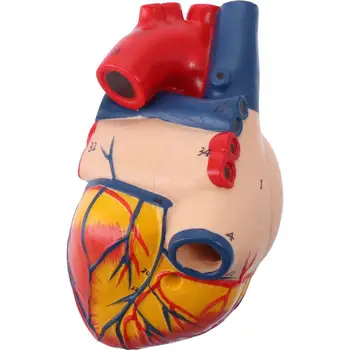 Портативная модель человеческого сердца из ПВХ, 34 анатомические структуры, анатомическая копия сердца, наука